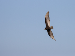 Cathartes burrovianus