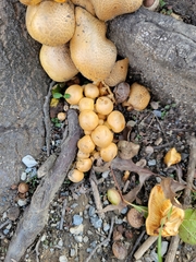 Gymnopilus junonius