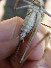 Platycleis albopunctata