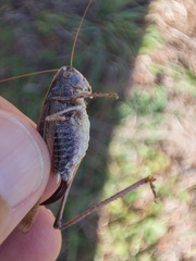 Platycleis albopunctata