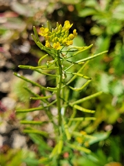 Erysimum cheiranthoides