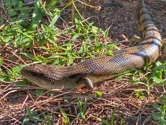 Tiliqua scincoides
