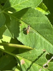 Toxomerus floralis