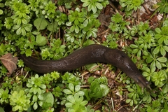 Limax