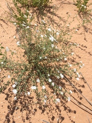 Euploca convolvulacea