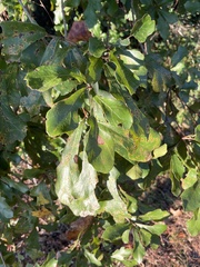 Quercus chapmanii