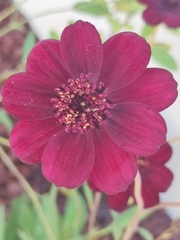 Cosmos atrosanguineus