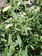 Symphyotrichum lanceolatum
