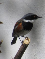 Batis capensis