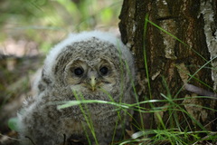 Strix uralensis