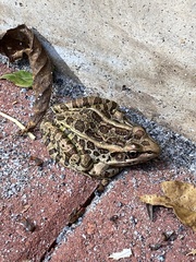 Lithobates sphenocephalus