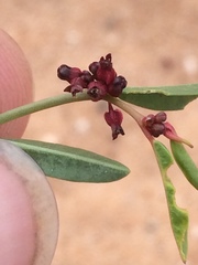 Phyllanthus warnockii