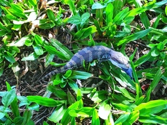 Tiliqua scincoides