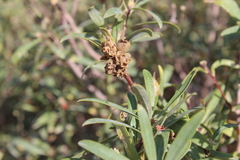 Daphne mucronata