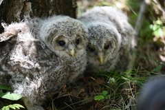 Strix uralensis