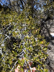 Cercocarpus ledifolius intermontanus