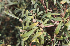 Daphne mucronata