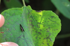 Polyglypta costata