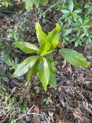 Frangula caroliniana