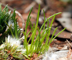 Isoetopsis graminifolia