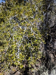 Cercocarpus ledifolius intermontanus
