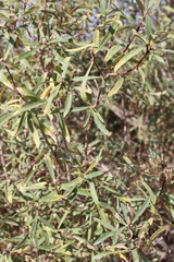 Daphne mucronata