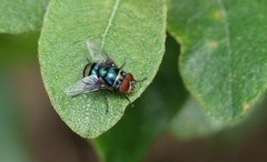 Chrysomya chloropyga