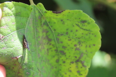 Polyglypta costata