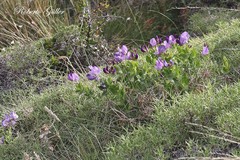 Lathyrus magellanicus