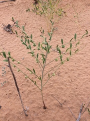 Phyllanthus warnockii