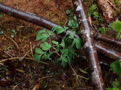 Corydalis scouleri