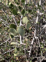 Cercocarpus betuloides