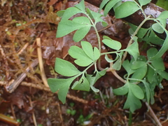 Corydalis scouleri