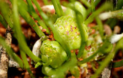 Isoetopsis graminifolia
