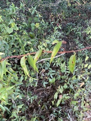 Gelsemium sempervirens