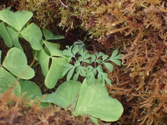Corydalis scouleri