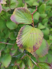 Viburnum rafinesqueanum