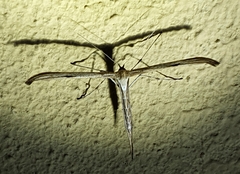 Emmelina