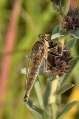 Promachus vertebratus