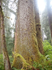 Picea sitchensis