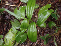 Maianthemum racemosum