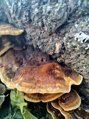 Phaeolus schweinitzii