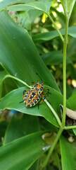 Pachylis nervosus