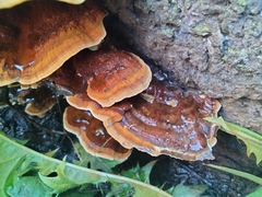 Phaeolus schweinitzii