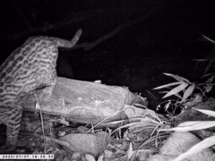 Leopardus pardalis mitis