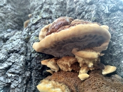 Phaeolus schweinitzii