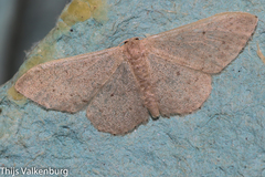 Idaea eugeniata