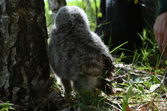Strix uralensis