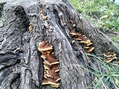 Phaeolus schweinitzii