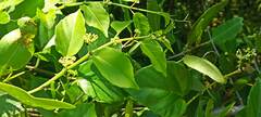 Cissus